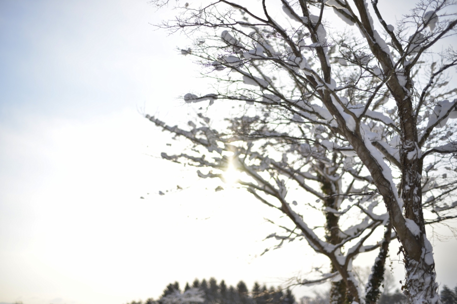 iwate_0001.jpg