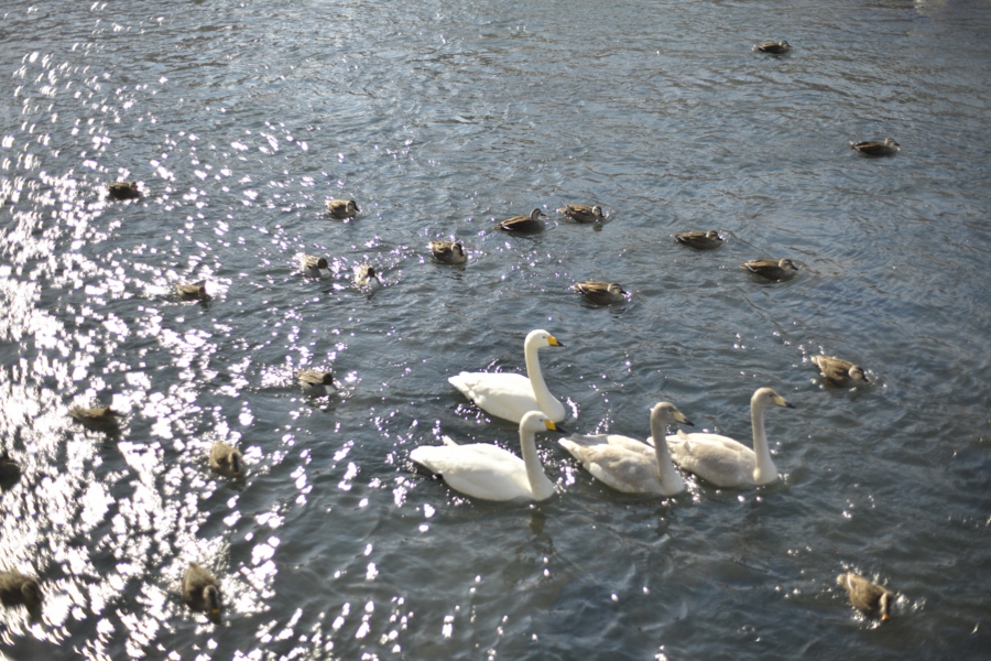 iwate_0016.jpg