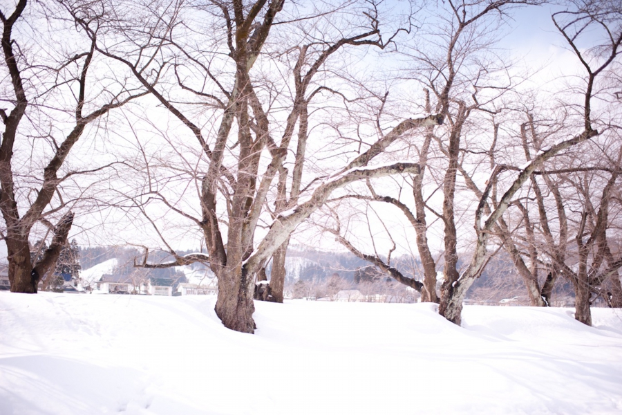 akita_0016.jpg