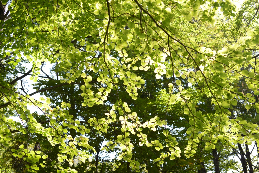 yokoe_0015.jpg