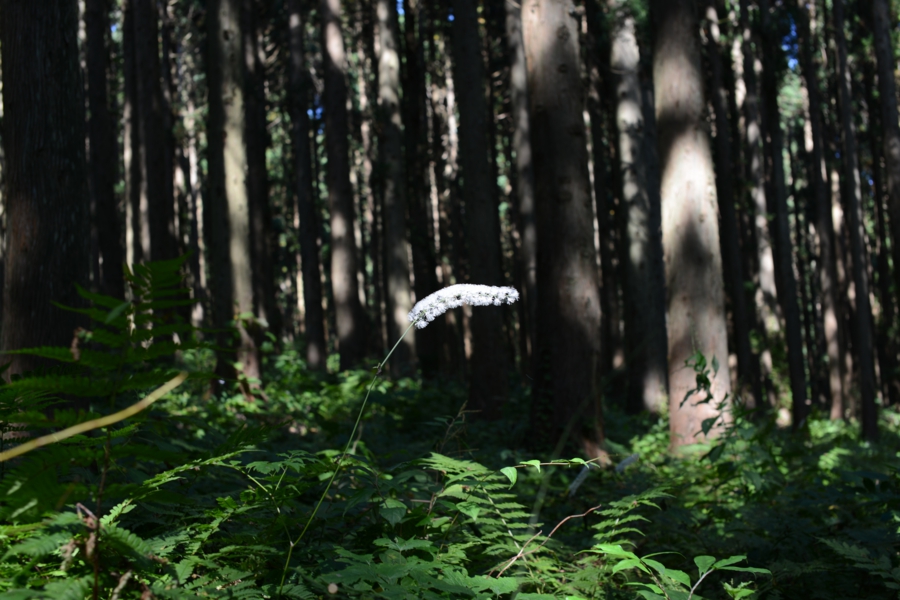 yokoe_0016.jpg