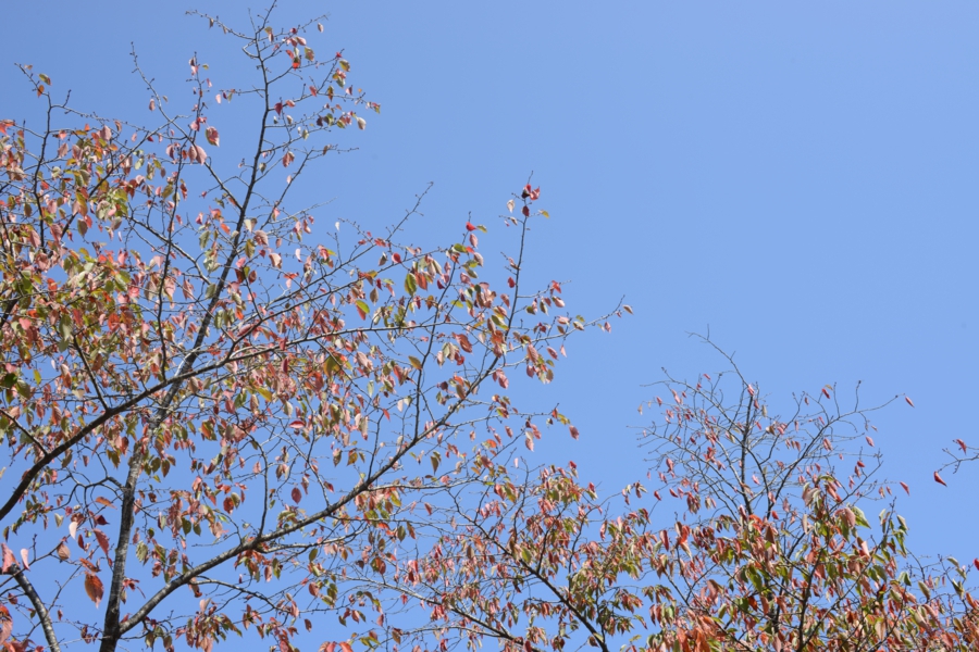 yokoe_0017.jpg