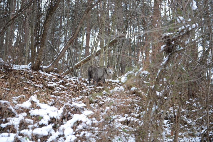 yokoe_s_0002.jpg