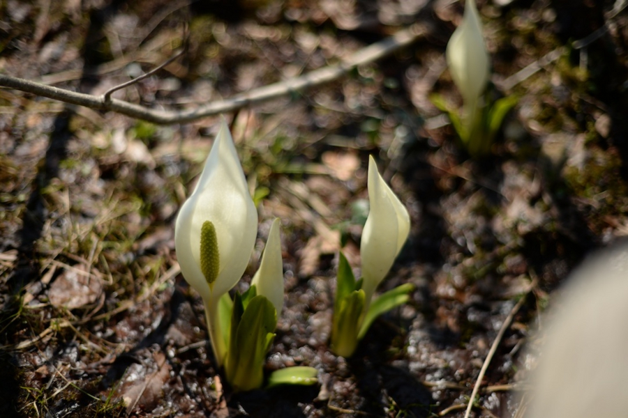 select_0035.jpg