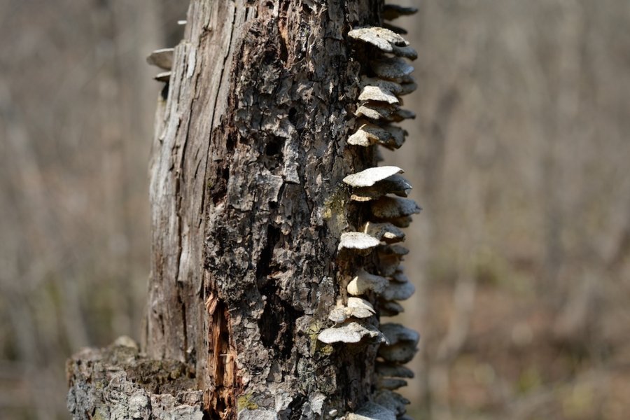 select_0036.jpg