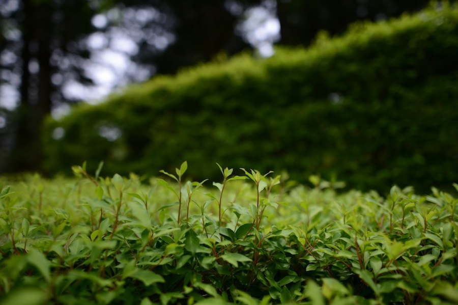 yokoe_0008.jpg