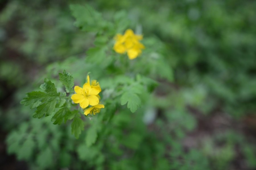 yokoe_0012.jpg