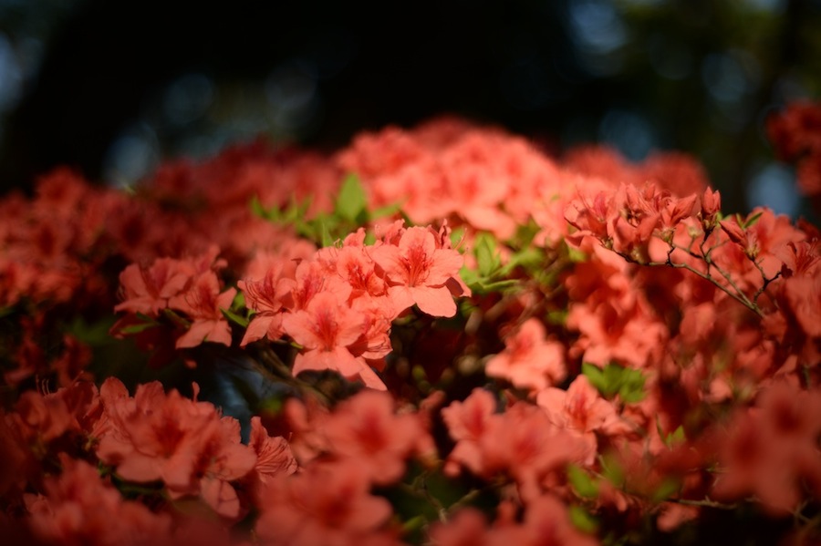yokoe_0021.jpg
