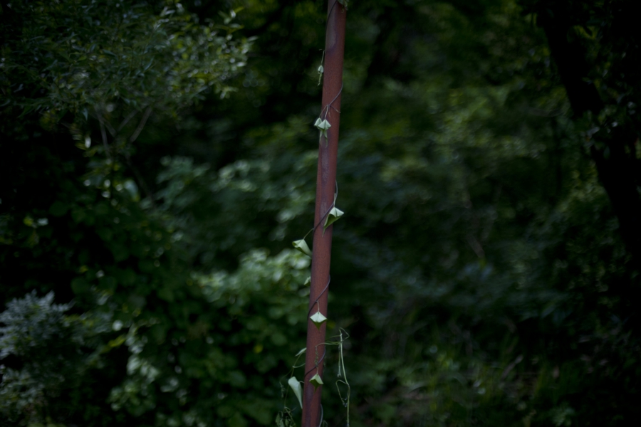 yokoe_037.jpg