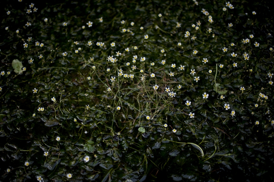 yokoe_042.jpg