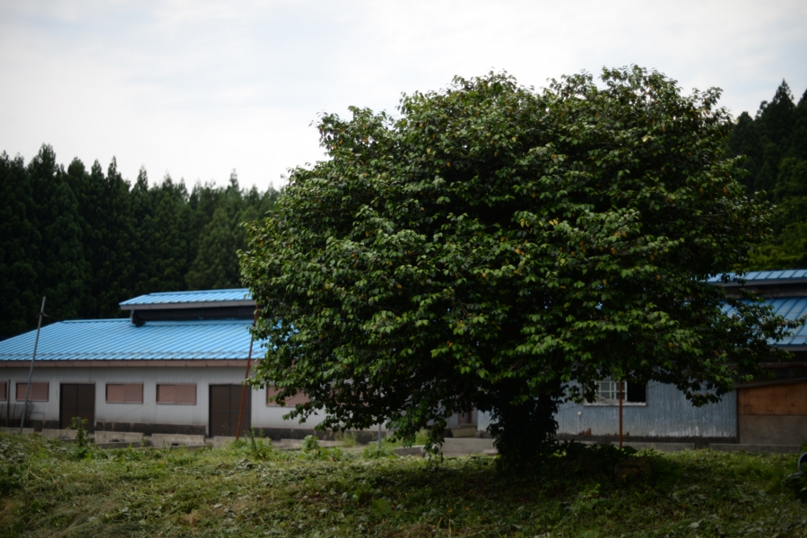yokoe_045.jpg