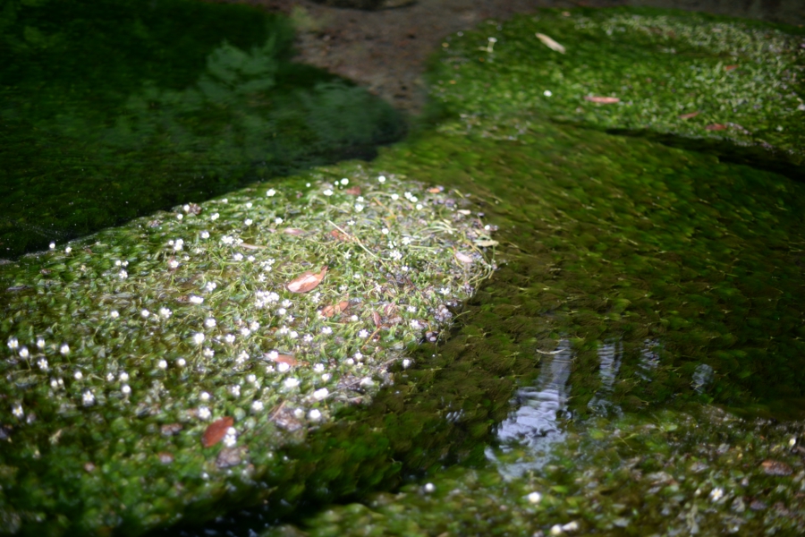 yokoe_046.jpg