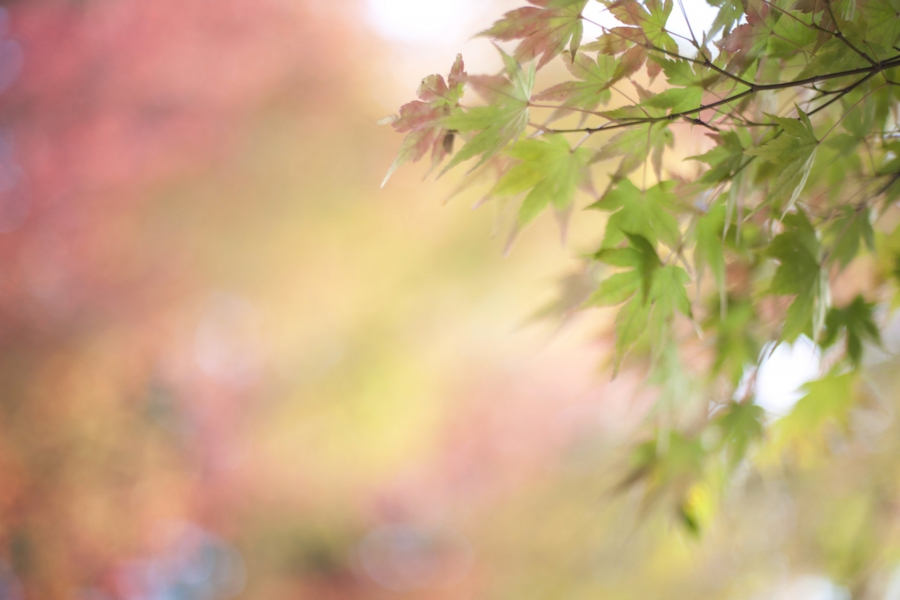 akita_003.jpg