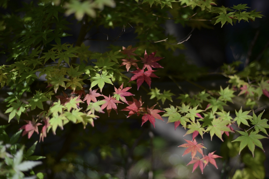 akita_018.jpg
