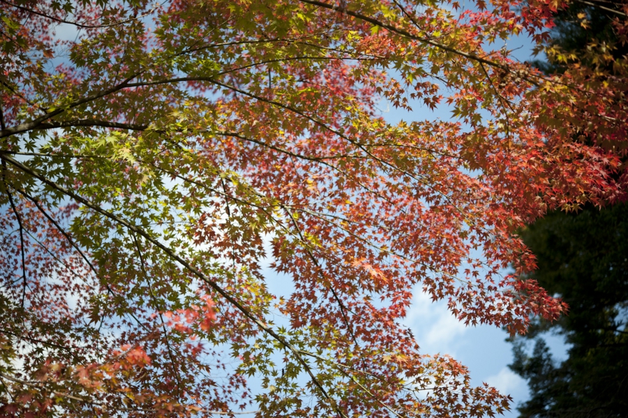 akita_021.jpg