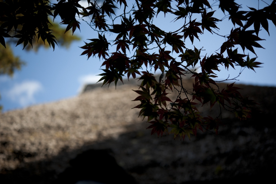 akita_023.jpg