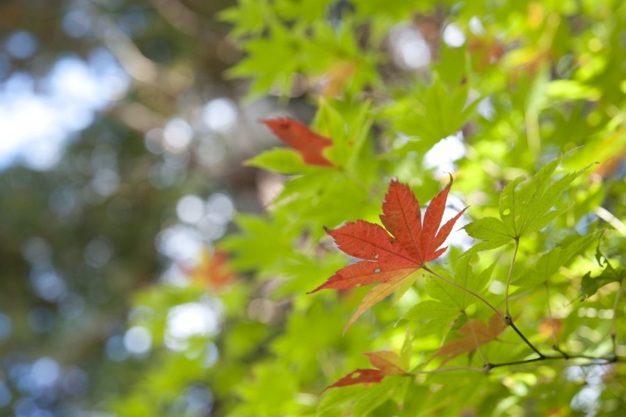 akita_026.jpg