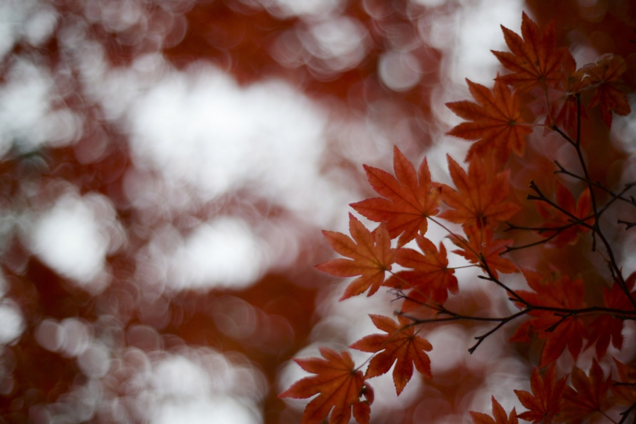 akita_028.jpg