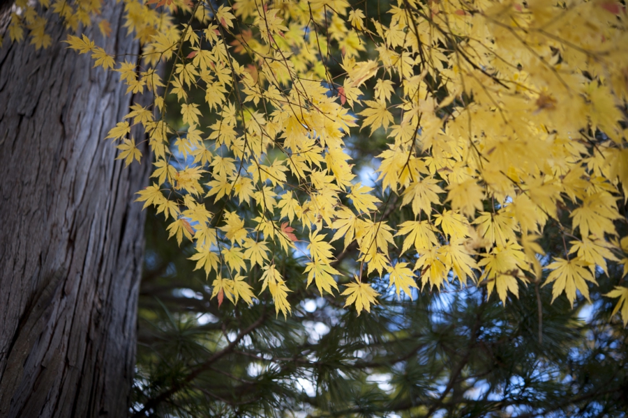 akita_032.jpg