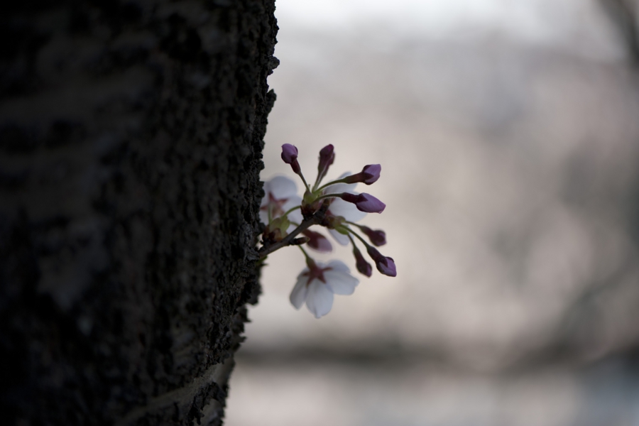 20170416_007.jpg