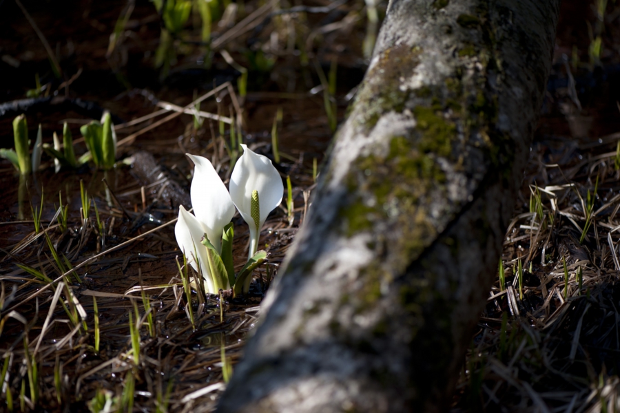 20170416_030.jpg