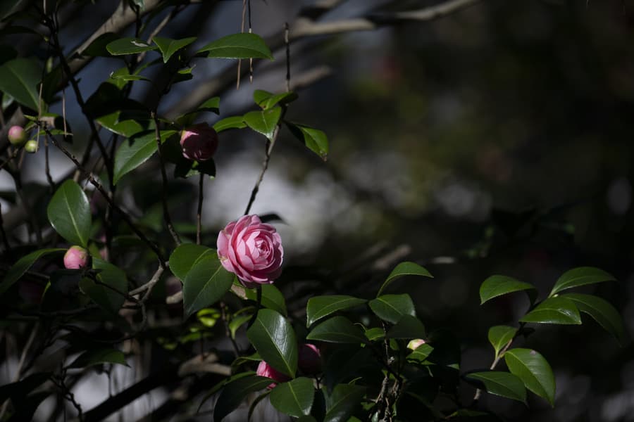 dsc_7480.jpg