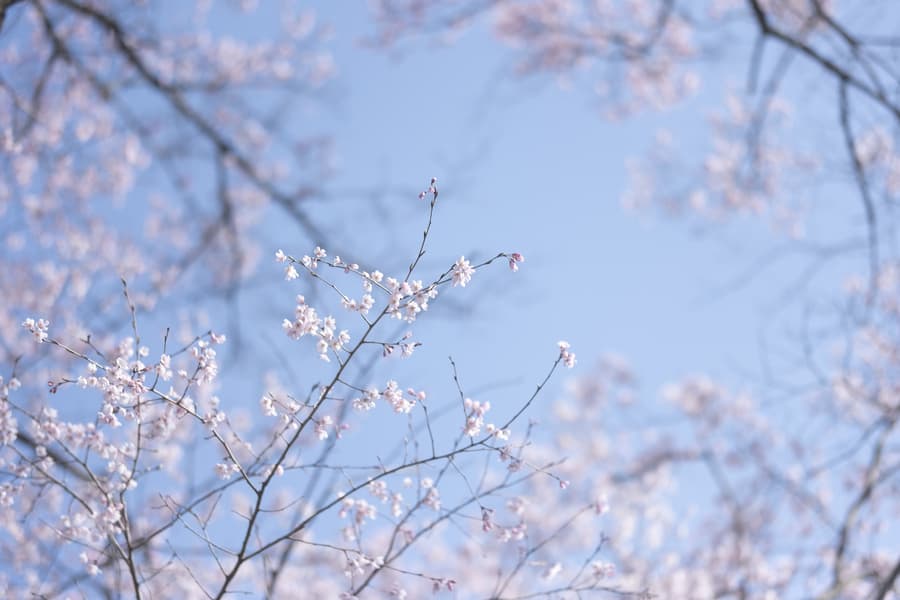 dscf8923.jpg