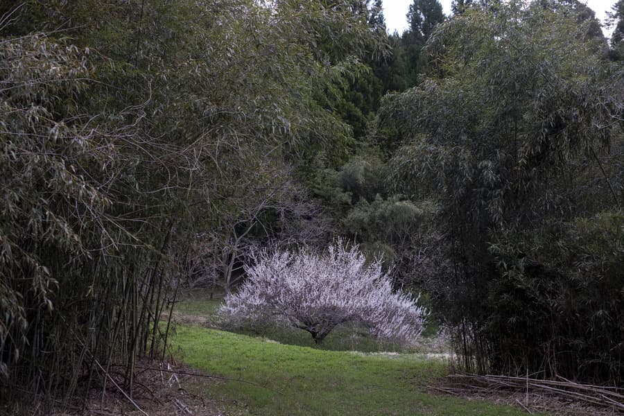 dscf9003.jpg