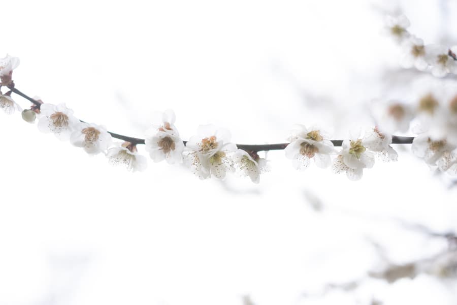 dscf8985.jpg