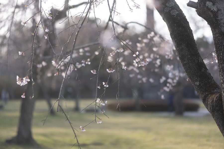 dscf8955.jpg