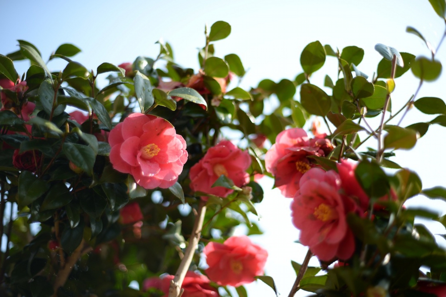 select_0017.jpg